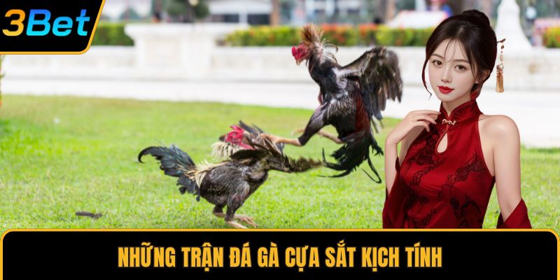 Những trận đá gà cựa sắt kịch tính