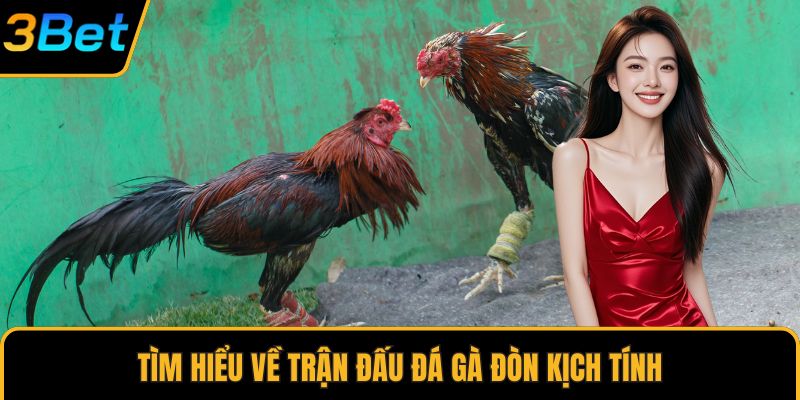 Tìm hiểu về trận đấu đá gà đòn kịch tính